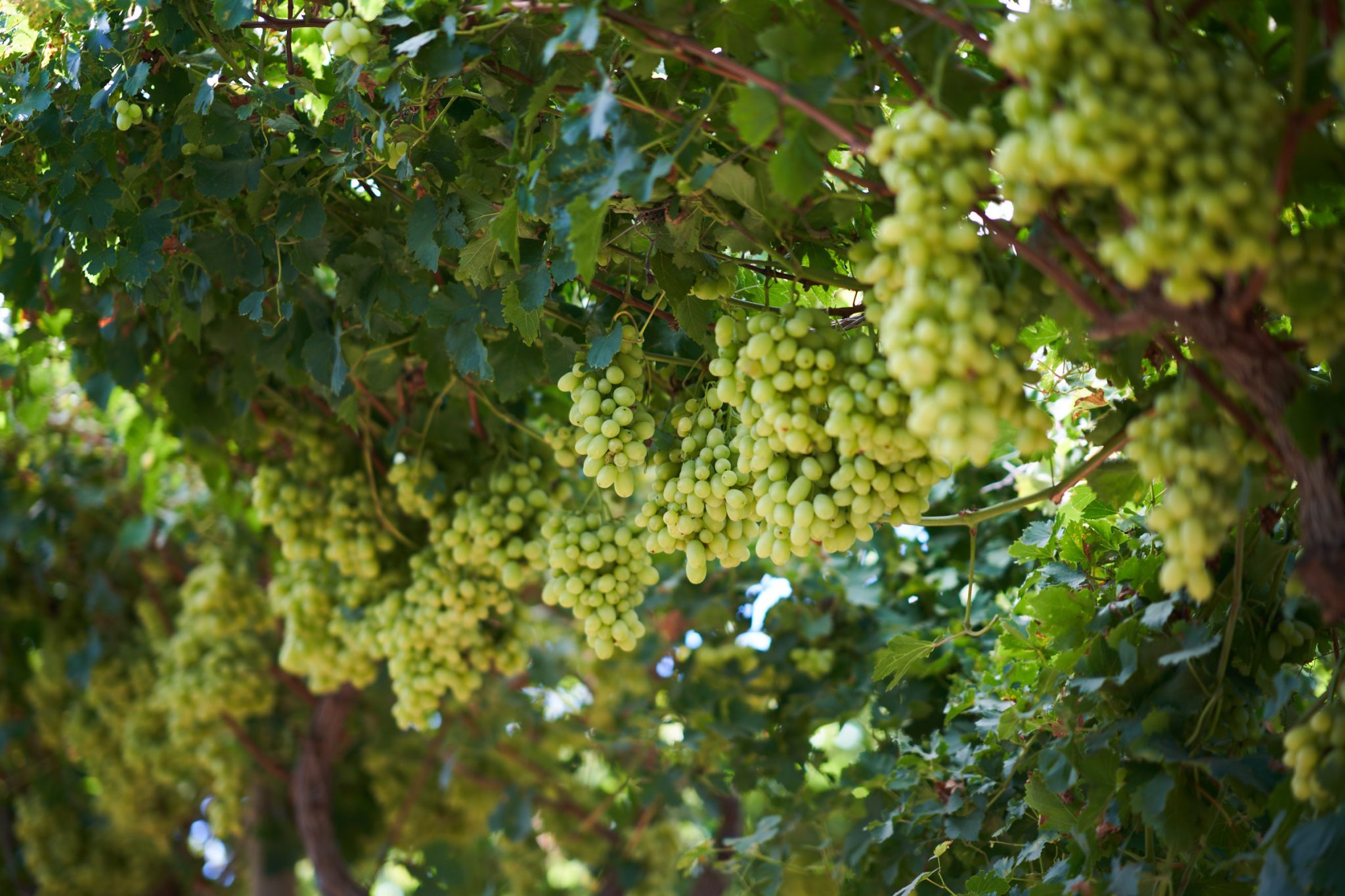 Brands Fresh Produce Group